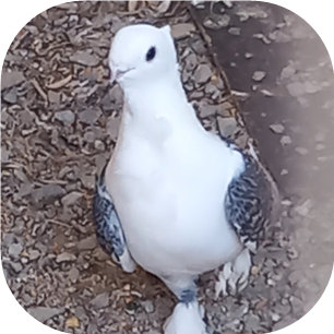 Profile